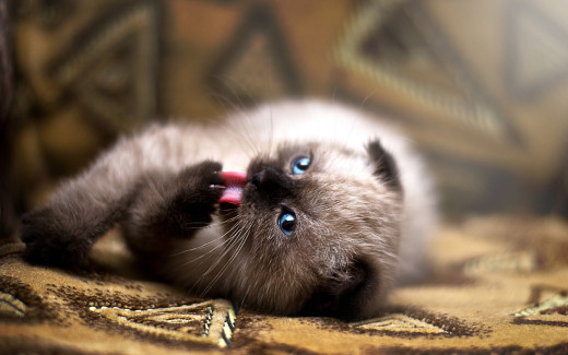 957931 (a): :2880x1800